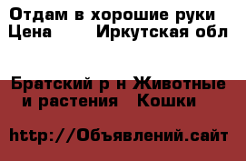 Отдам в хорошие руки › Цена ­ 1 - Иркутская обл., Братский р-н Животные и растения » Кошки   